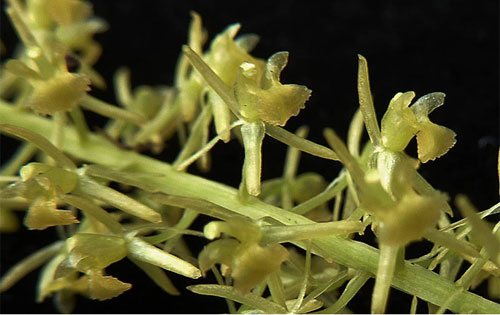Liparis manii Rchb. f. có cánh hoa hình sợi, dài. Lá thuôn, dài từ 9 đến 17 cm và rộng 0,6-0,8 cm, đầu nhọn.